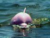 Розовый дельфин привлекает множество туристов