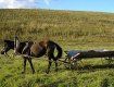 У Мукачеві вкрали коня