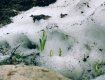 Карпаты : Сквозь снег растёт подснежник