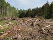 На Закарпатье незаконно вырубили лес на 20 миллионов гривен