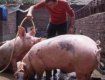 В Ужгородском районе ограбили фермера - украли трех свиней