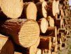 Перечинський лісгосп звинувачують у незаконній вирубці лісу