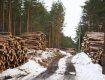 Польша, Словакия и Румыния — уже прекратили вырубку леса в Татрах и Карпатах