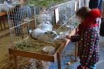 Сьома клубна виставка кролів відбулася в Ужгороді