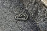 Живая змея: В самом центре Мукачево прохожие чуть не получили инфаркт от увиденного