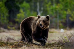  Нападения медведей на словаков продолжаются - новый случай