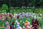 Чарівний квітковий оазис Закарпаття — Деренівська Купіль