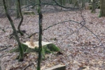 У військовому лісництві біля Мукачево знову незаконно вирубали дуб