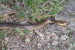 В Ужгороде наткнулись на змею размером с полноценного человека