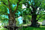 Історичними "родзинками" Закарпаття є дюжина дерев, які вважаються найстарішими в Україні