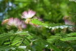 Величезне дерево в Ужгороді розквітло унікальниими повітряно-рожевими суцвіттями