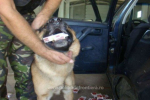Майже п’ять сотень пачок цигарок у контрабандиста із Закарпаття винюхав службовий собака стражів кордону Румунії