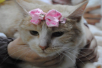 Кого обрали найкрасивішими на котячому фесті в Ужгороді