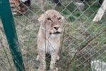 Закарпаття. Екологічний парк на Міжгірщині поповнився молодою левицею