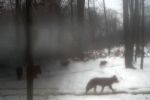 В Закарпатье видеоловушка "поймала" стаю волков