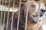 В Закарпатье от гуцулов спасли еще одного медведя 
