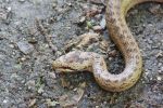 В Закарпатье люди обнаружили в собственном дворе крайне редкую змею, занесенную в Красную книгу 