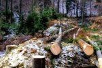  7 мільйонів має відшкодувати лісництво на Закарпатті за вирубаний ліс