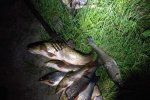 В Закарпатье рыбалка влетел на пару тысяч штрафа из-за любимого хобби