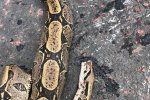 В Ужгороде у ресторана обнаружен труп экзотической змеи