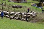 На полонину: В Закарпатье начался пастуший сезон