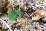 В Закарпатье сейчас в лесах куда ни глянь - везде красавцы-грибы