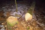 На "Шахте" в Ужгороде идет беспощадная вырубка леса