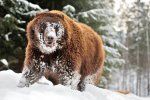 Не все медведи в Закарпатье смогли впасть в спячку 