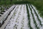 Невероятный град оставил крестьян в Закарпатье без "антикоронавирусного" урожая