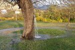 There is a mulberry tree standing in the meadow there that turns into a fountain whenever it rains heavy