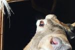 В Закарпатье спасли олененка, маму которого загрызли волки