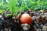 Царский гриб: В Закарпатье охотник наткнулся на очень необычную находку