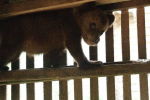 Новий клишоногий малюк оселився у центрі бурого ведмедя на Закарпатті