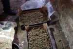 В Ужгородському районі знайшли сховок з марихуаною на 39 мільйонів гривень