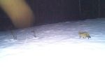 Попался на обходе территории: Редкого лесного кота поймала камера нацпарка в Закарпатье 