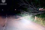 В Ужгороде, на объездной, рухнуло дерево