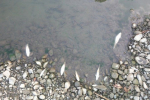 Біля Мукачева Береги Латориці "вкриті" мертвою рибою!