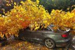 В Закарпатье дерево сдуло прямо на припаркованный Audi (ФОТО)