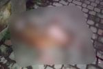 В Ужгороде посреди улицы жестоко убили живое существо 
