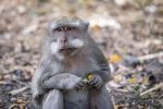 В Украине уже четыре случая заражения обезьяньей оспой