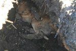В Закарпатье сжигание сухостоя стало причиной смерти многих живых существ 