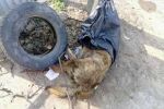 В Закарпатье люди все чаще находят жестоко убитые трупы животных
