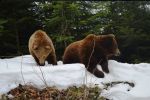 В НПП "Синевир" на Закарпатье медведи проснулись из зимней спячки