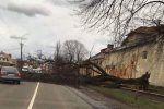 Проезд перекрыт: В Мукачево возле Пивзавода сильнейший ветер повалил большое дерево на дорогу