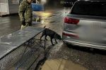 В Закарпатье на границе собака спалила любителя "кайфа" из Киева