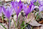 Вот и весна: В Закарпатье уже расцвели первые крокусы