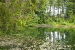 Старовинне болото Глуханя в Закарпатті повернуть до життя