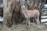 Новорожденная лама появилась на свет посреди зимы в Закарпатье