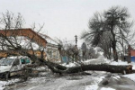 В Ужгороді дерево, що впало, могло повбивати людей