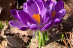 Перші весняні крокуси розквітли на Закарпаттті